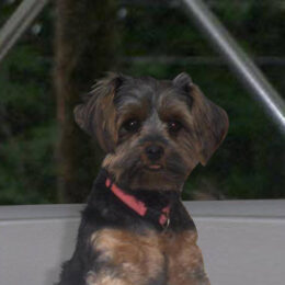 PERSONALIZED DOG COLLARS & LEASHES